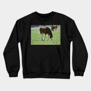 Clydesdale Crewneck Sweatshirt